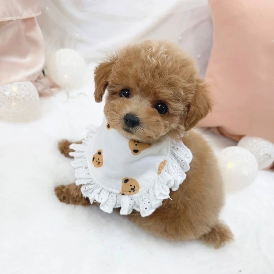 Maltipoo Puppies For Sale in Noida