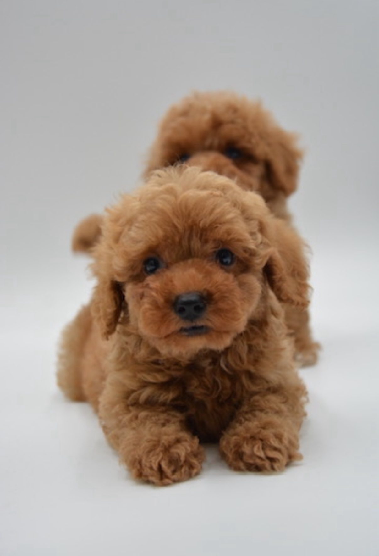 Maltipoo Puppies For Sale in Bangalore