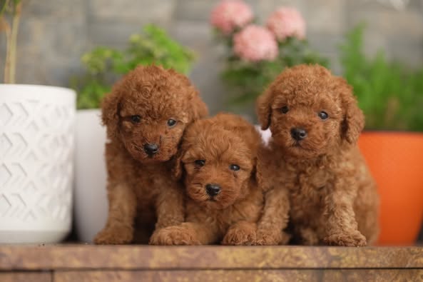 Maltipoo Puppies For Sale in Bhubaneswar
