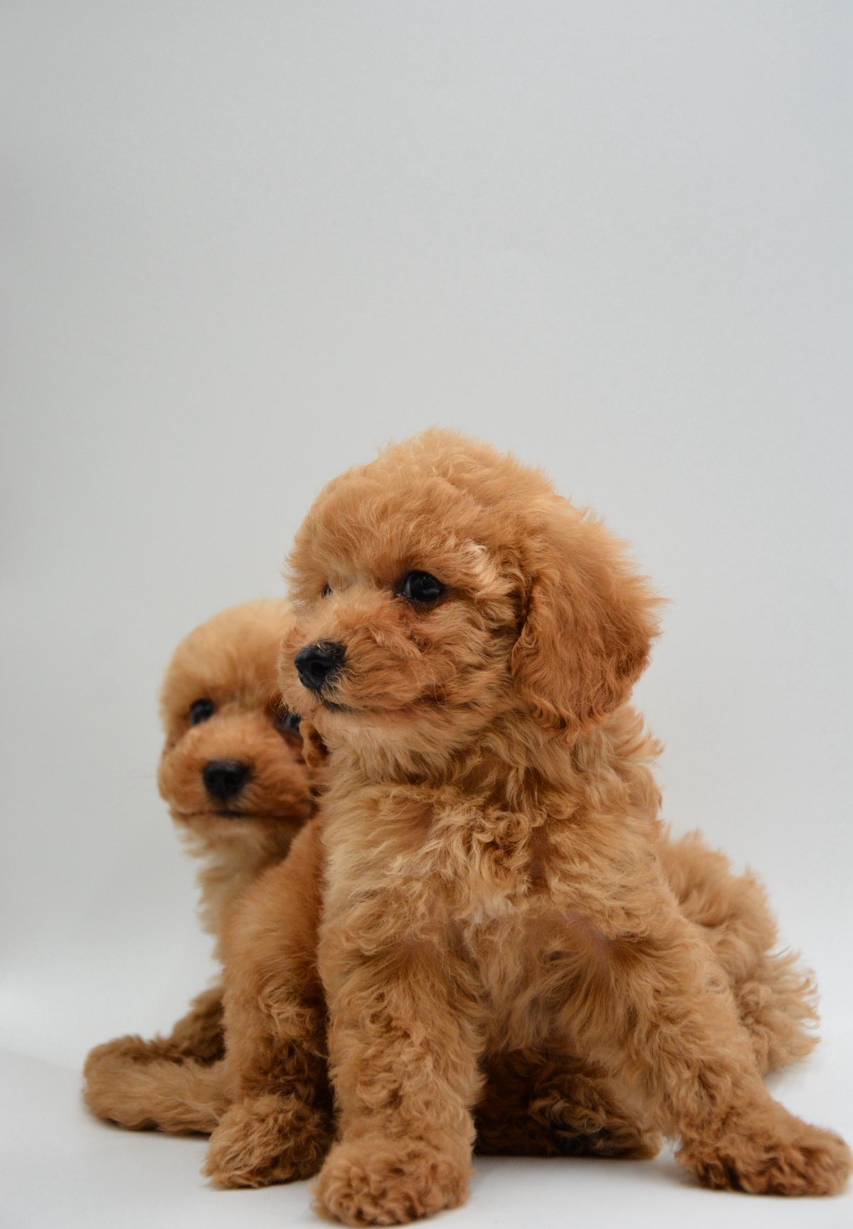 Maltipoo Puppies For Sale in Ahmedabad