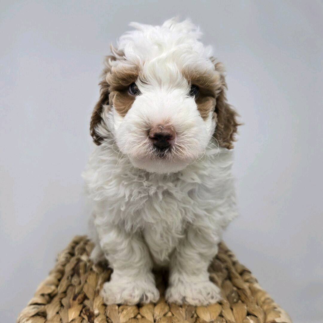 Maltipoo Puppies For Sale in Jaipur