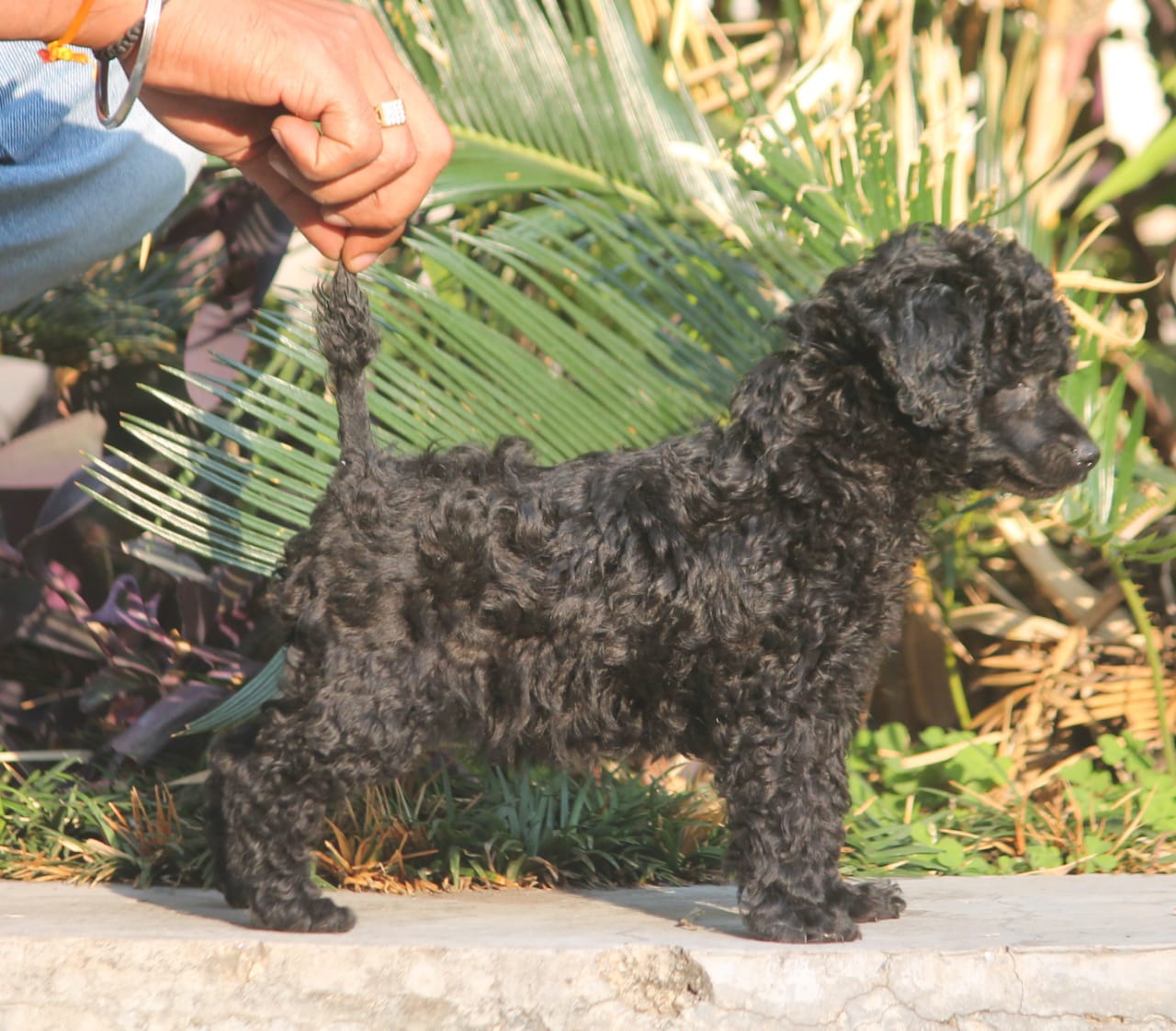 Healthy Poodle Puppies for Sale in Ahmedabad