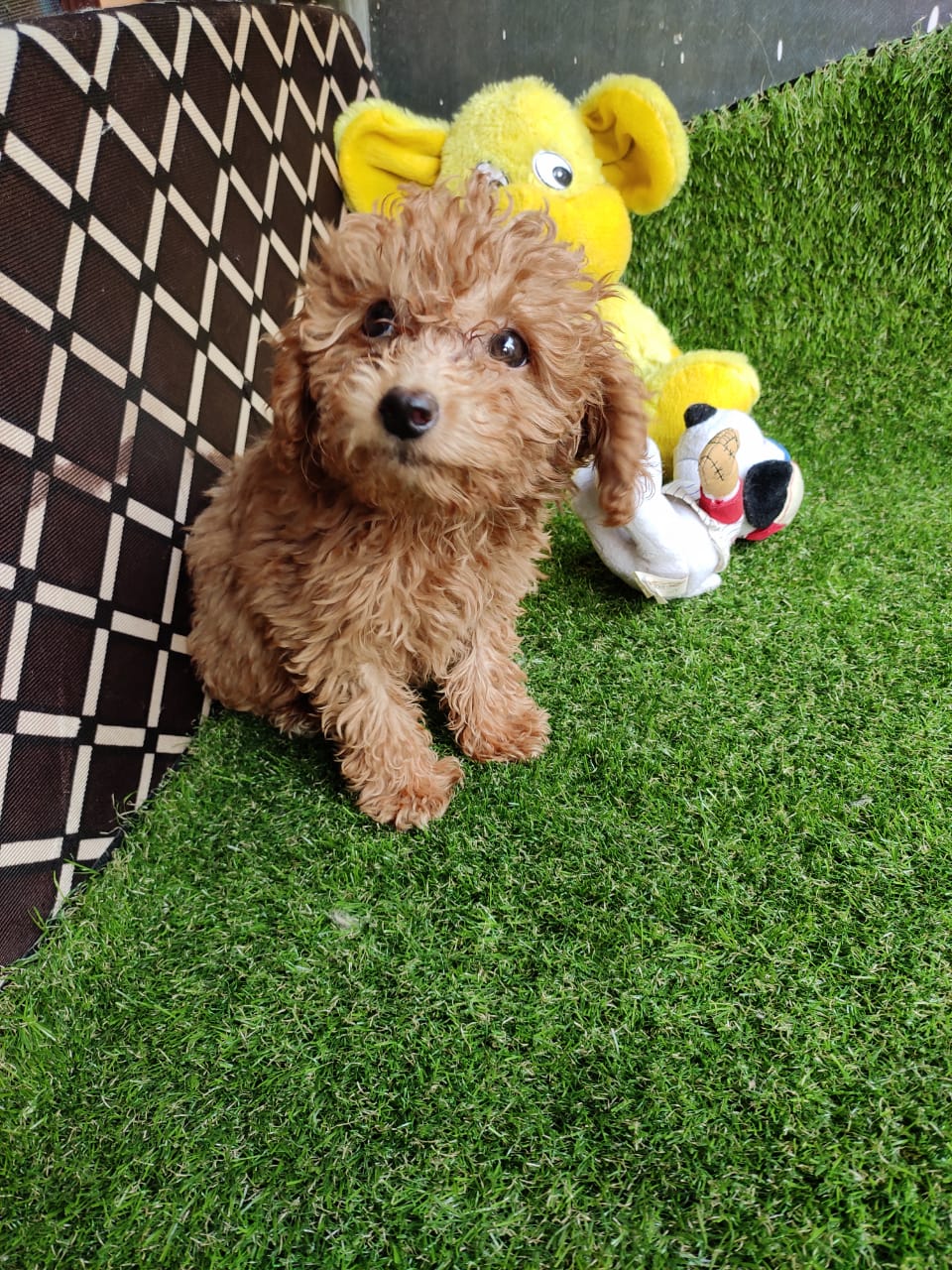 Genuine Poodle Puppies for Sale in Bhubaneswar