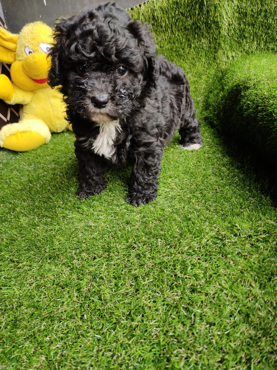 Smart Poodle Puppies for Sale in Chennai