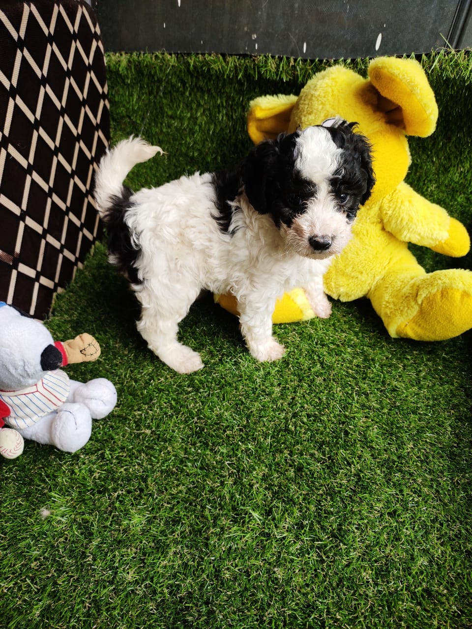 Family-Friendly Poodle Puppies for Sale in Gurugram