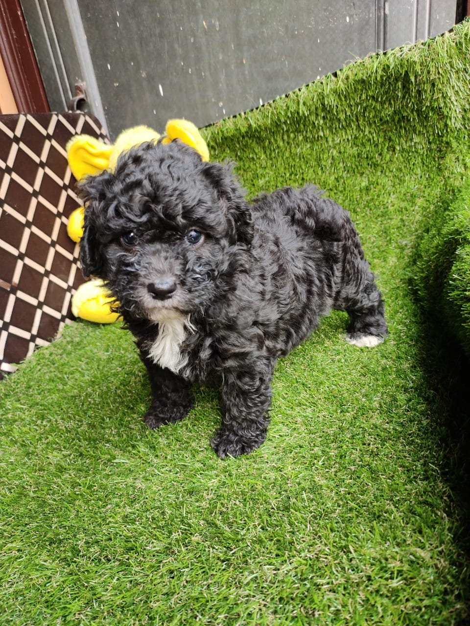 KCI Line Poodle Puppies for Sale in Hyderabad