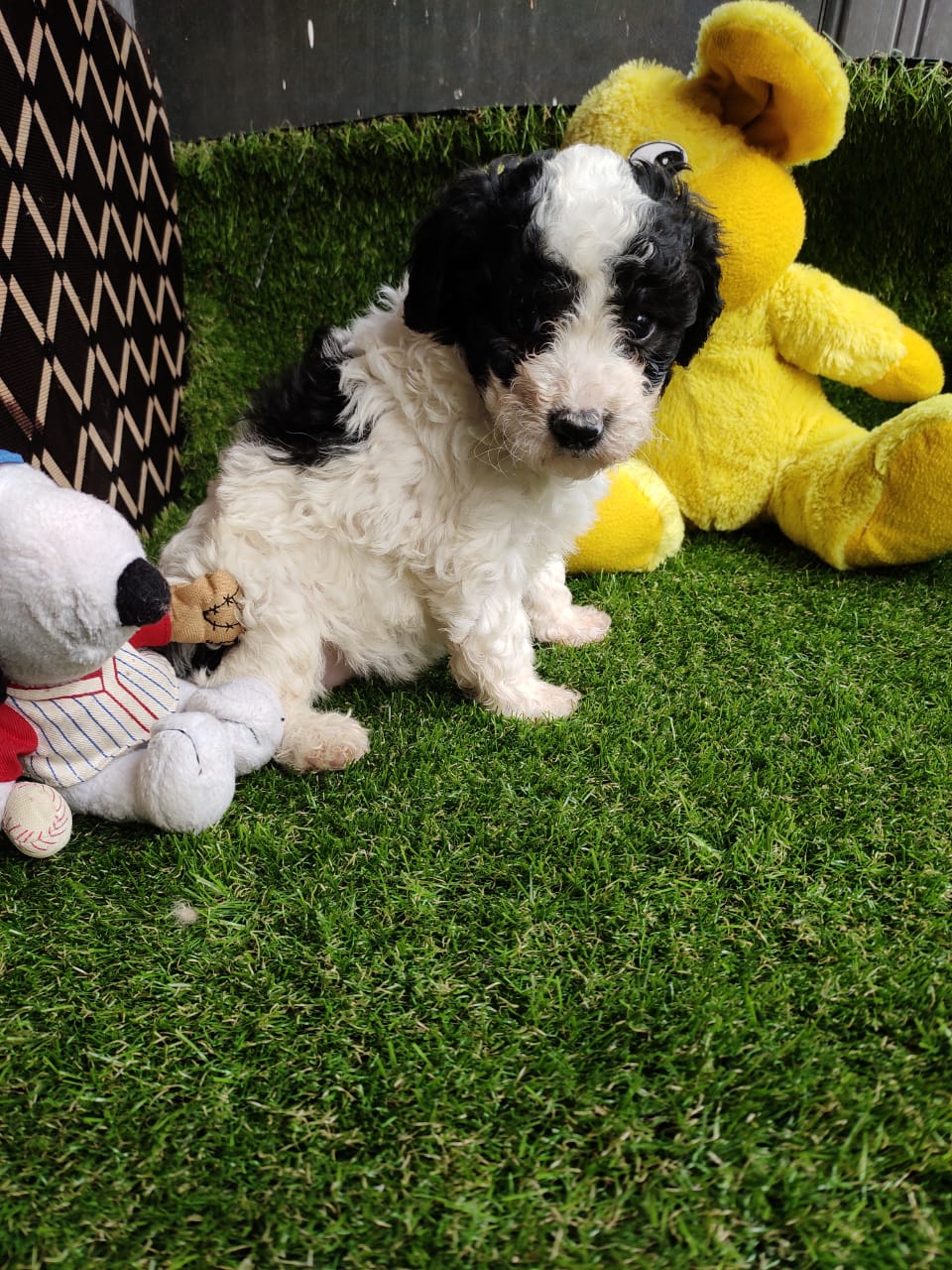 Lovely Poodle Puppies for Sale in Jaipur