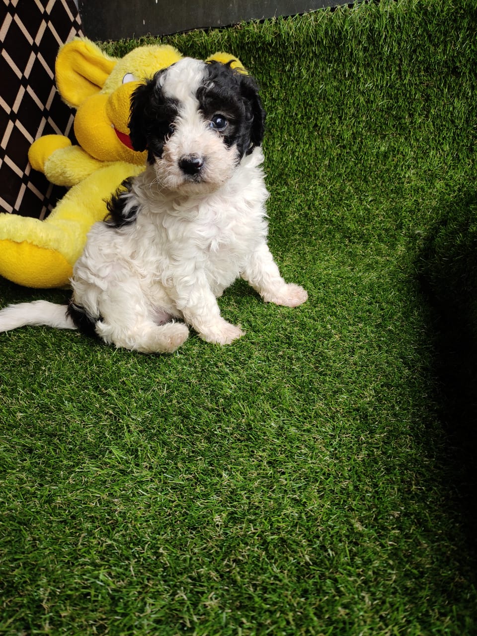 Affordable Poodle Puppies for Sale in Madurai