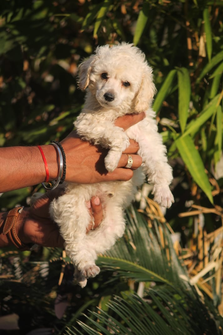Affordable Toy Poodle Puppies for Sale in Mumbai