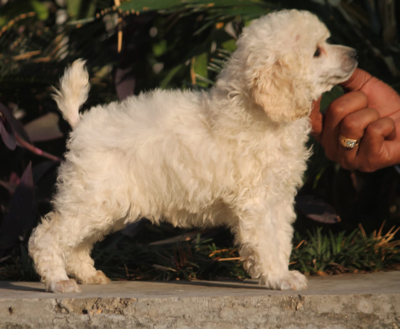 Home-Raised Poodle Puppies for Sale in Nashik