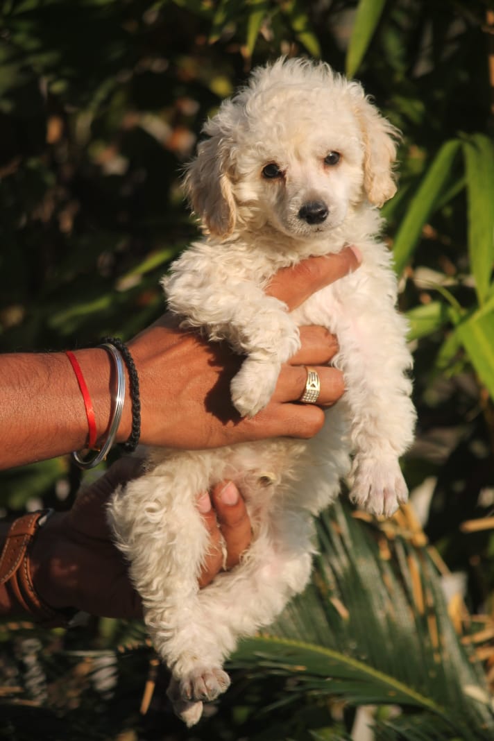 Purebred Poodle Puppies for Sale in Pune