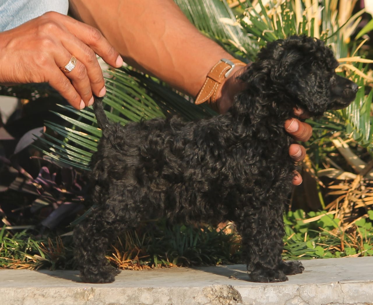 Cute Mini Poodle Puppies for Sale in Thane