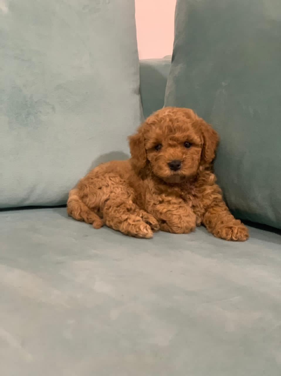 Poodle Puppies For Sale in Delhi