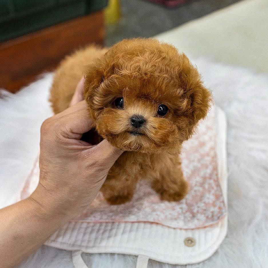 Poodle Puppies For Sale in Agra