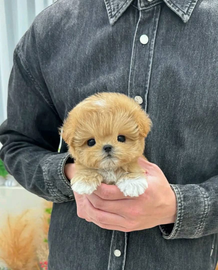 Poodle Puppies For Sale in Varanasi