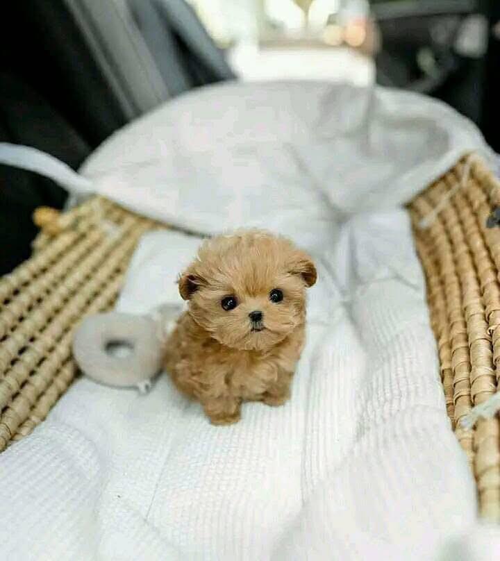 Poodle Puppies For Sale in Udaipur