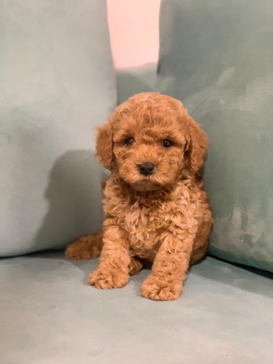 Poodle Puppies For Sale in Amritsar