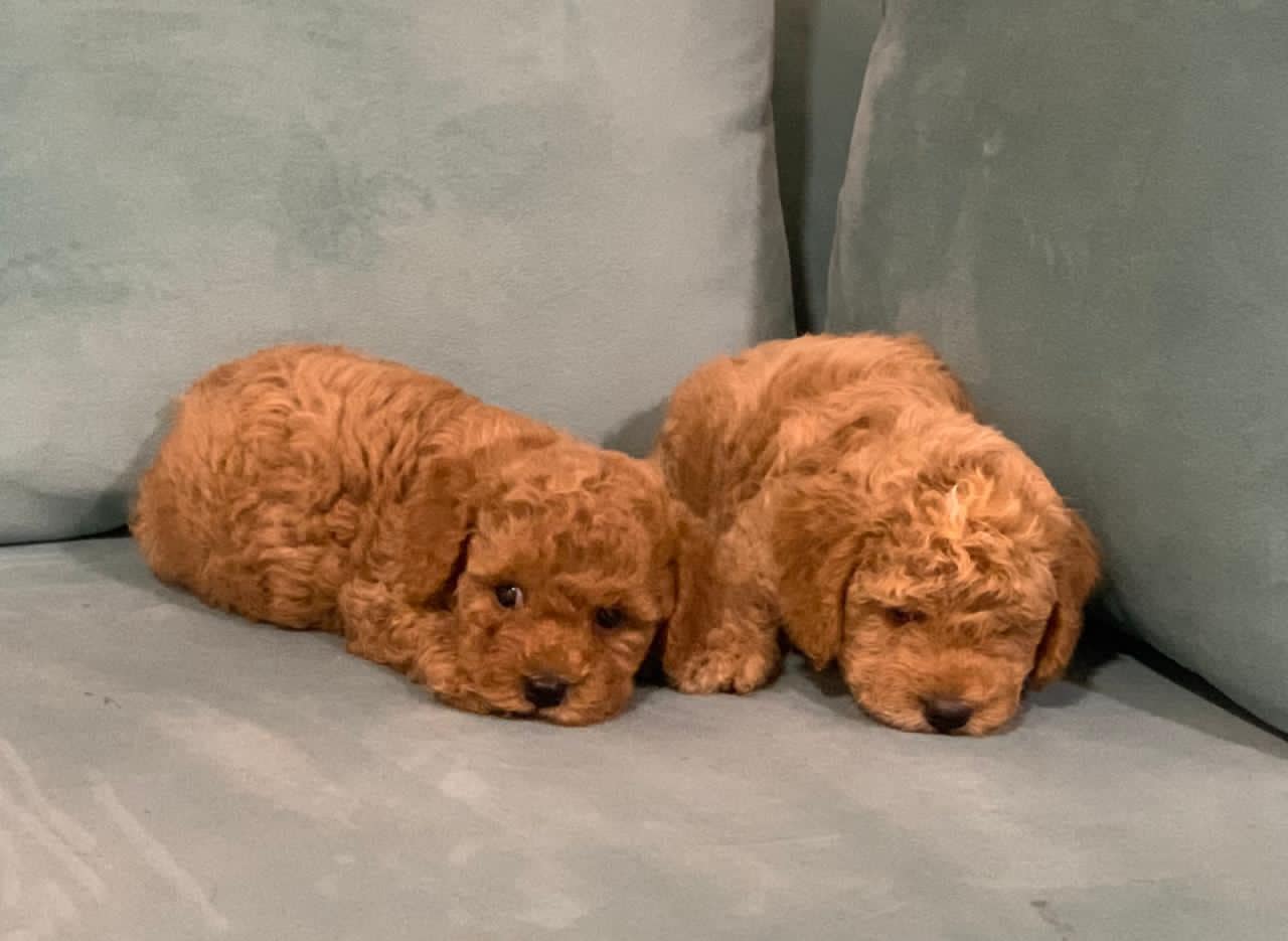 Poodle Puppies For Sale in Indore