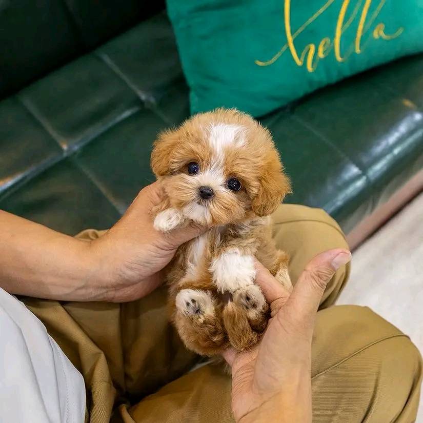 Poodle Puppies For Sale in Visakhapatnam