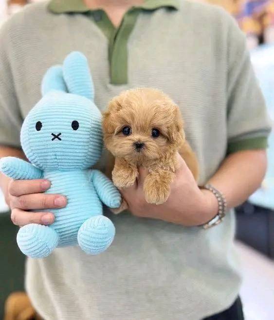 Poodle Puppies For Sale in Mysuru