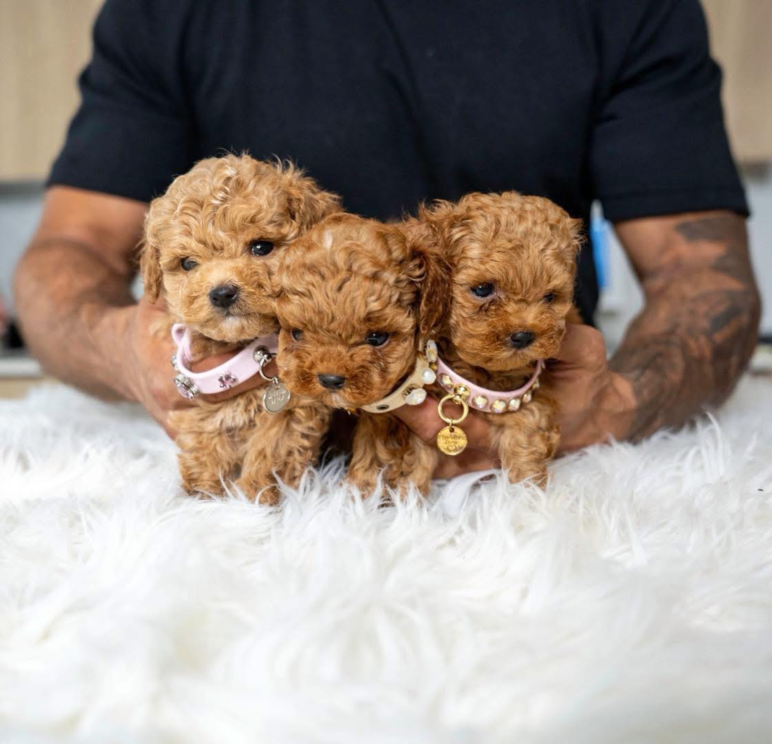 Poodle Puppies For Sale in Rishikesh