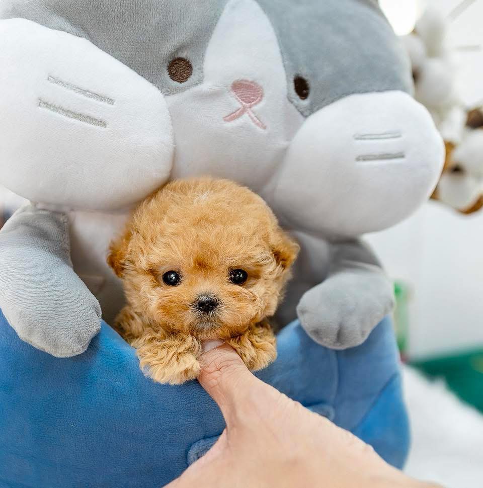 Poodle Puppies For Sale in Shimla