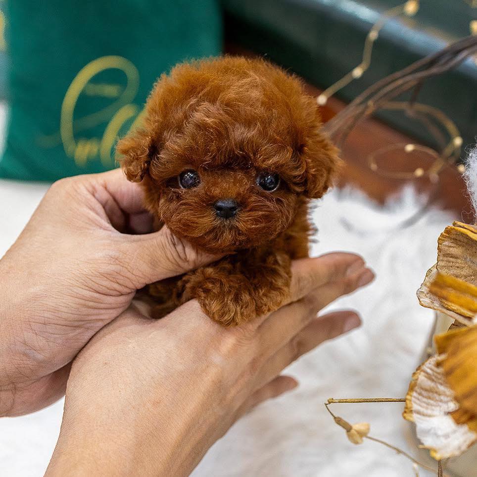 Poodle Puppies For Sale in Madurai