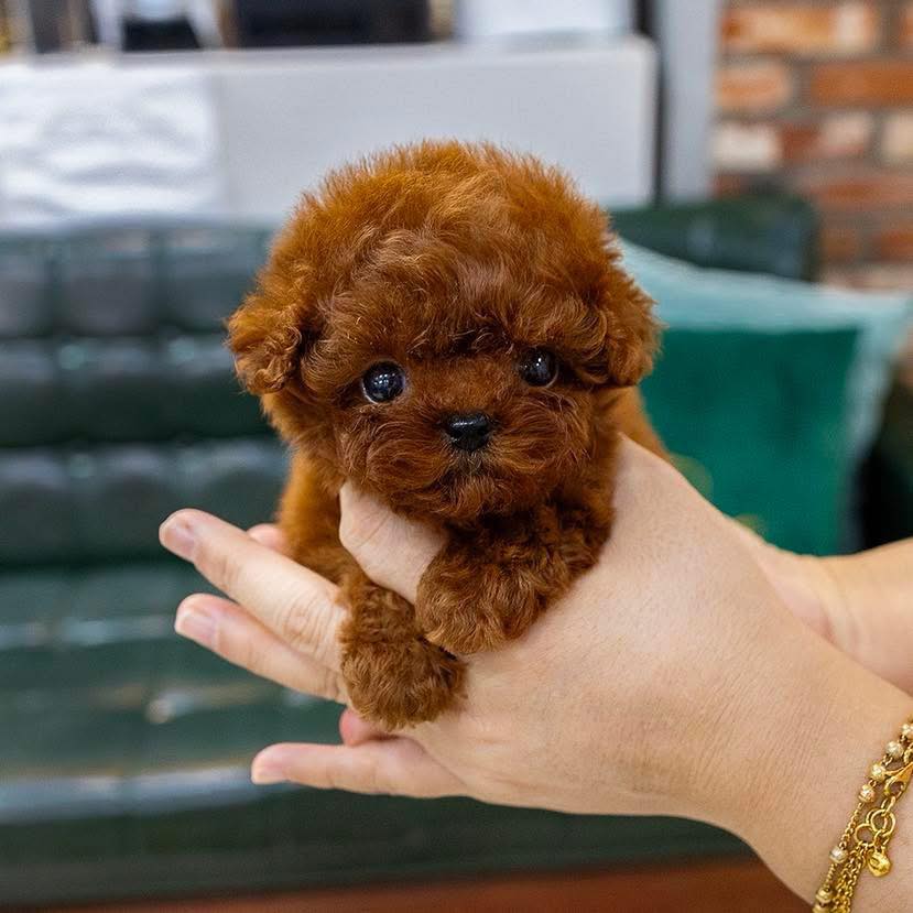 Poodle Puppies For Sale in Bhubaneswar