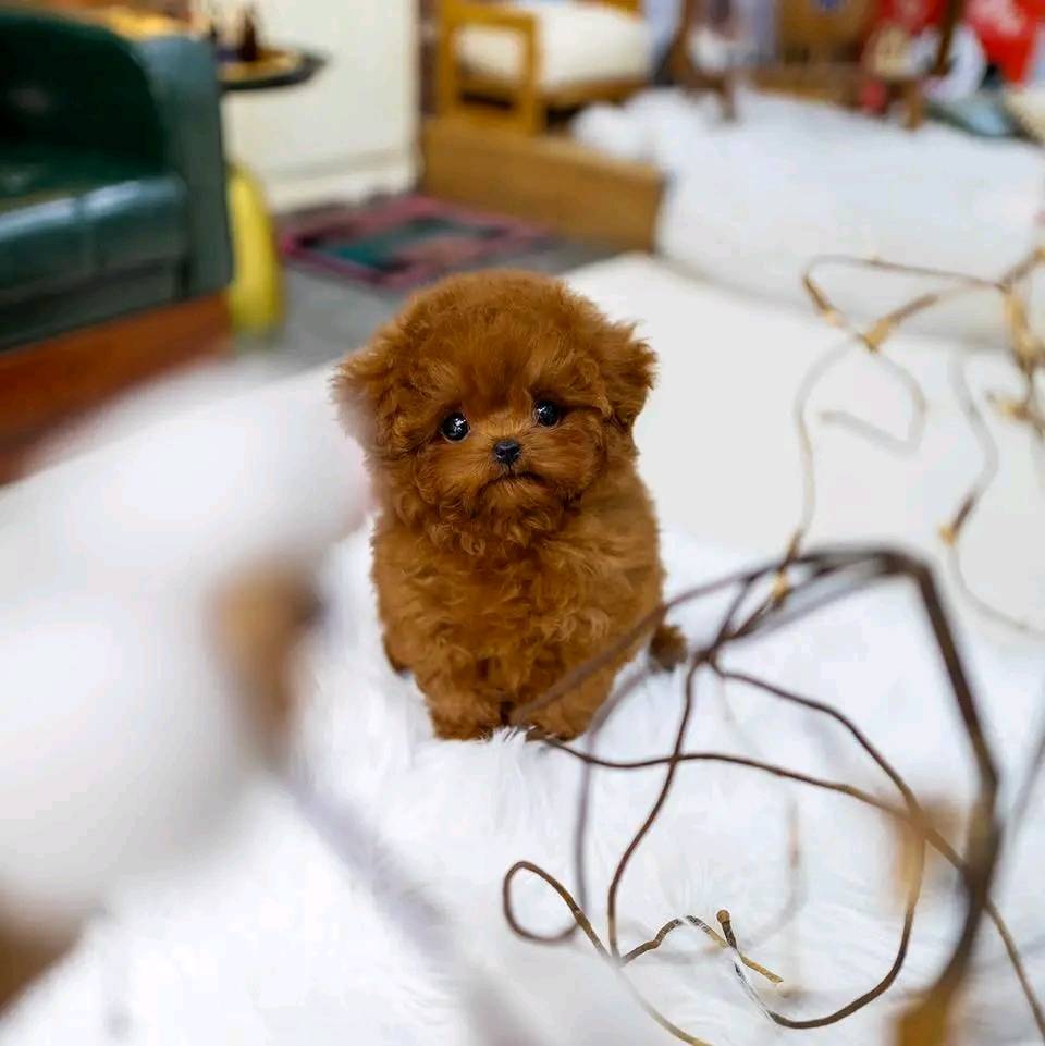 Poodle Puppies For Sale in Chennai