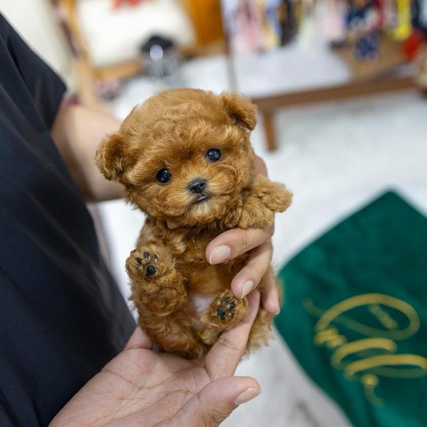 Poodle Puppies For Sale in Pune