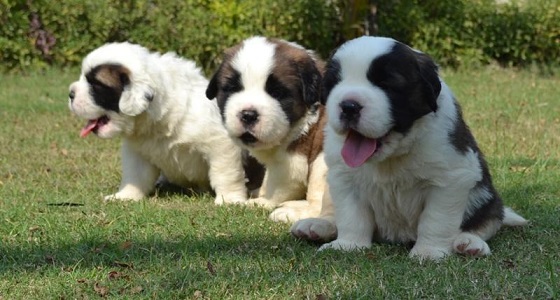 Saint Bernard Puppies For Sale in Delhi