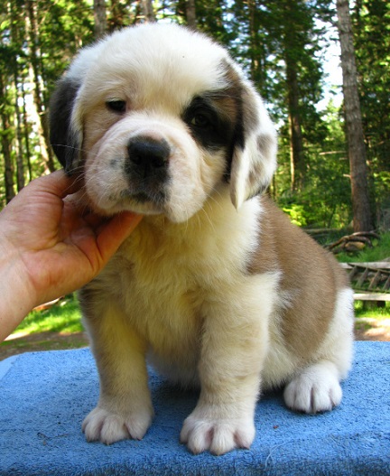 Saint Bernard Puppies For Sale in Agra