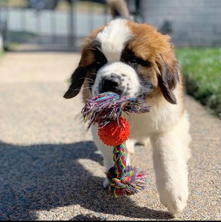 Saint Bernard Puppies For Sale in Amritsar