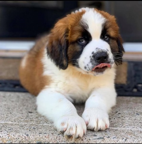Saint Bernard Puppies For Sale in Chandigarh