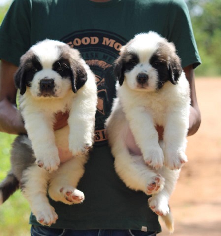 Saint Bernard Puppies For Sale in Mumbai