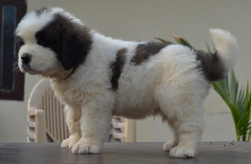 Saint Bernard Puppies For Sale in Nagpur