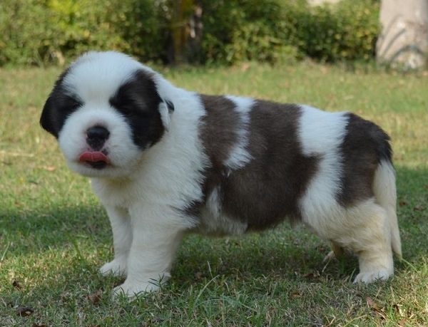 Saint Bernard Puppies For Sale in Madurai