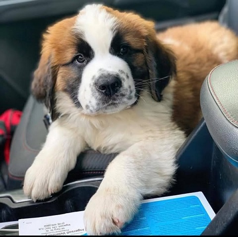 Saint Bernard Puppies For Sale in Noida