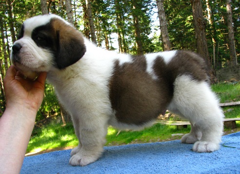 Saint Bernard Puppies For Sale in Bangalore