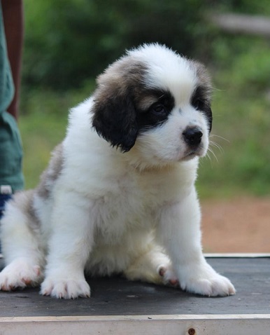 Saint Bernard Puppies For Sale in Kolkata