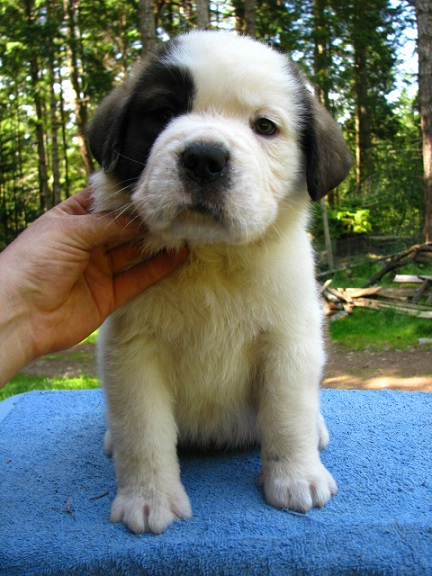Saint Bernard Puppies For Sale in Ahmedabad