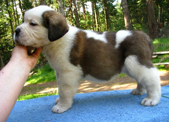 Saint Bernard Puppies For Sale in Jaipur