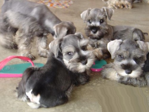 Schnauzer Puppies For Sale in Delhi
