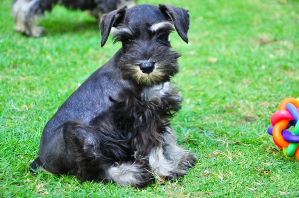 Schnauzer Puppies For Sale in Varanasi