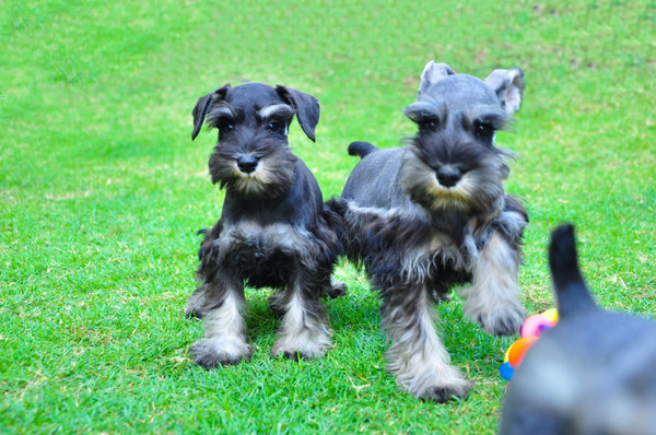 Schnauzer Puppies For Sale in Surat