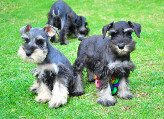 Schnauzer Puppies For Sale in Lucknow