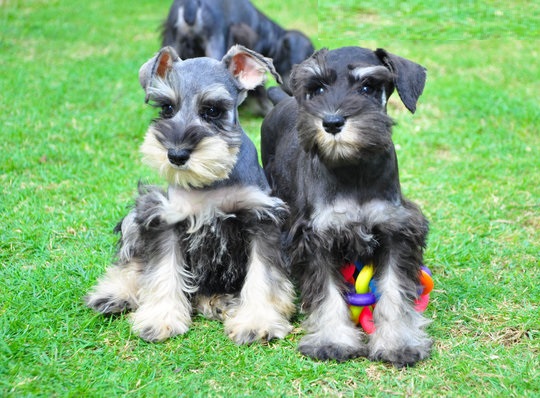 Schnauzer Puppies For Sale in Udaipur