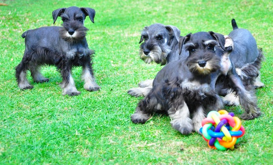 Schnauzer Puppies For Sale in Goa