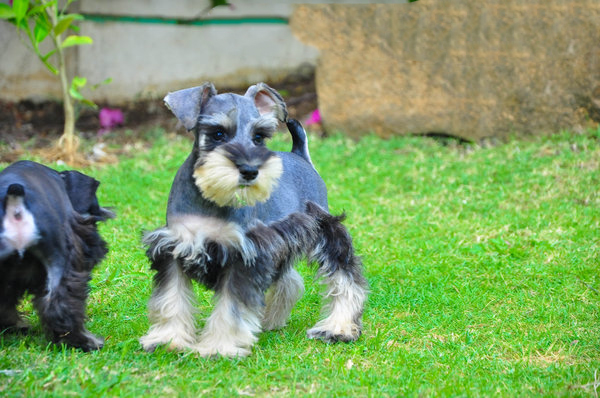 Schnauzer Puppies For Sale in Amritsar