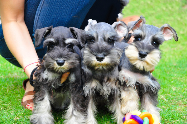 Schnauzer Puppies For Sale in Indore